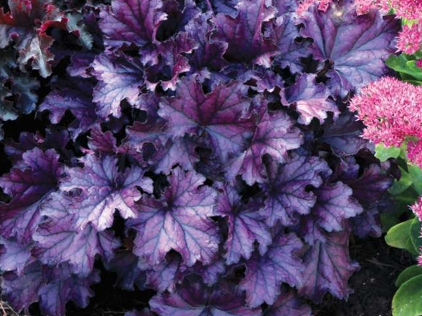Alūnė ,Forever Purple' (lot. Heuchera) Alūnė ,Forever Purple' (lot. Heuchera)